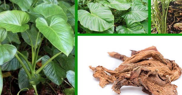 Công dụng quý giá của Thiên niên kiện với sức khỏe xương khớp