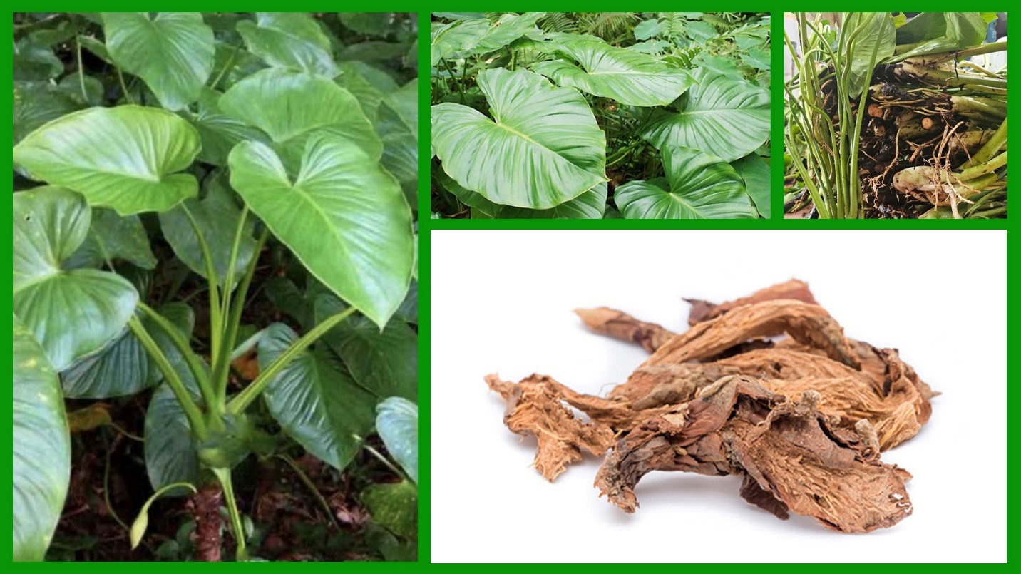 Công dụng quý giá của Thiên niên kiện với sức khỏe xương khớp- Ảnh 1.