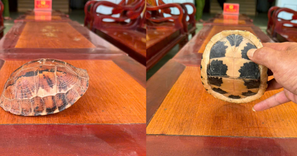 Phát hiện động vật quý hiếm bò giữa đường, nhóm học sinh giao nộp cơ quan chức năng