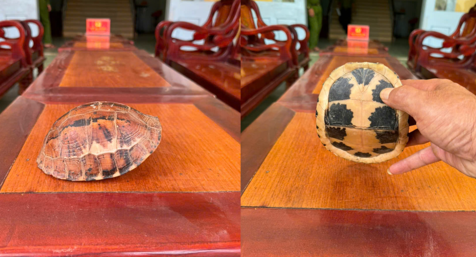 Phát hiện động vật quý hiếm bò giữa đường, nhóm học sinh giao nộp cơ quan chức năng- Ảnh 1.