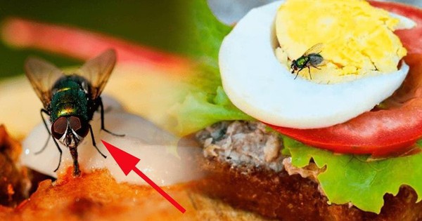 Cơ sở kinh doanh thực phẩm có ruồi, gián… có thể bị phạt đến 6 triệu đồng