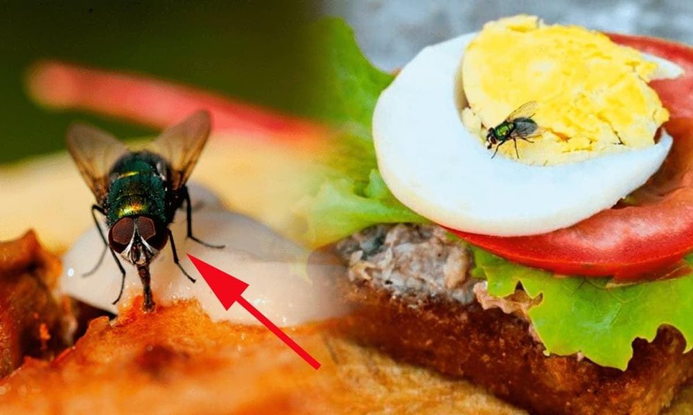 Cơ sở kinh doanh thực phẩm có ruồi, gián... có thể bị phạt đến 6 triệu đồng- Ảnh 1.