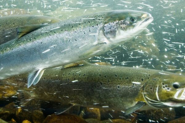 Phản ứng bất ngờ của cá hồi khi ‘phê’ cocaine