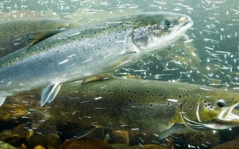 Phản ứng bất ngờ của cá hồi khi ‘phê’ cocaine