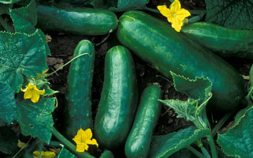 Coi chừng ngộ độc bởi