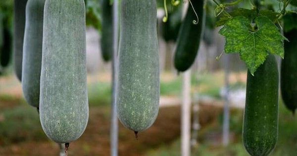 Bí xanh ngon, bổ dưỡng nhưng 4 nhóm người nên tránh