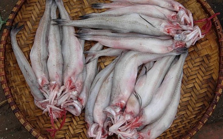 5 nhóm người không nên ăn cá khoai