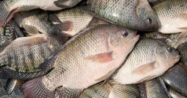 6 lợi ích sức khỏe hàng đầu của cá rô phi