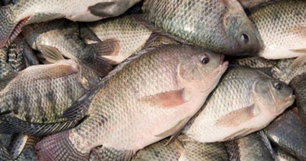 Cá rô phi có nhiều lợi ích sức khỏe nhưng vì sao chuyên gia khuyên nên ăn đúng cách?