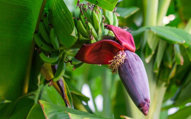 4 bài thuốc chữa bệnh từ hoa chuối- Ảnh 5.