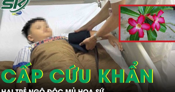 Ngộ độc mủ hoa sứ, 2 trẻ nhập viện cấp cứu