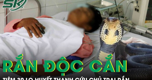 Tiêm 30 lọ huyết thanh cứu người chủ bị rắn độc cắn