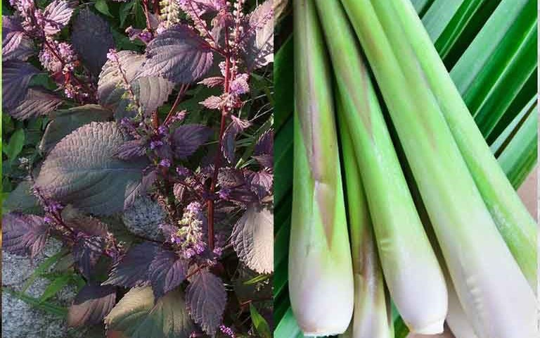 Uống nước lá tía tô với sả có tác dụng gì?