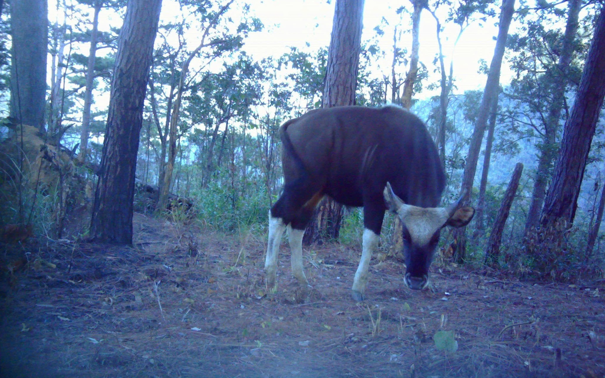 Đàn động vật quý hiếm tại Khánh Hòa 'tắc' ở khâu sinh sản- Ảnh 5.