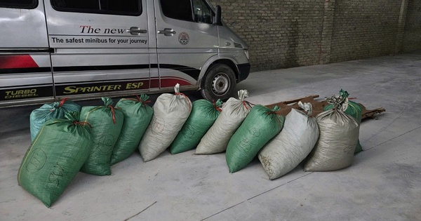 Buôn bán gần 900kg vảy tê tê cực kỳ quý hiếm, lĩnh án 8 năm tù