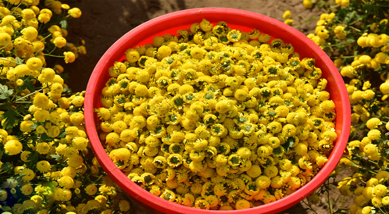 10 món cháo thuốc phòng và trị bệnh trong mùa hè- Ảnh 1.