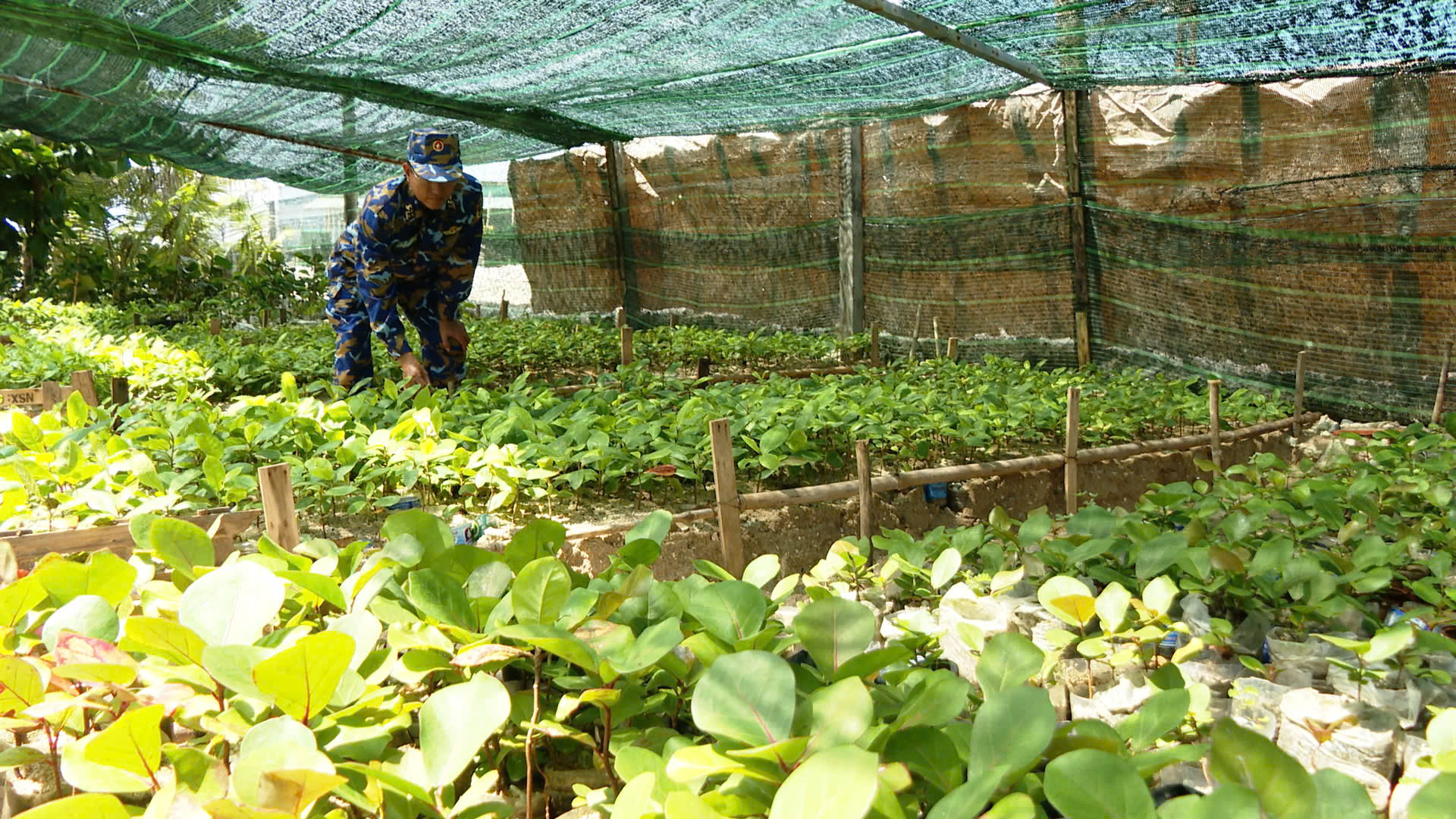 Nâng chất lượng trồng cây, từng bước phủ xanh Trường Sa- Ảnh 3.