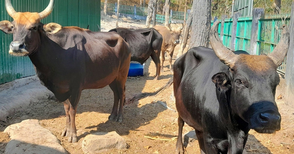 Đàn động vật quý hiếm tại Khánh Hòa ‘tắc’ ở khâu sinh sản