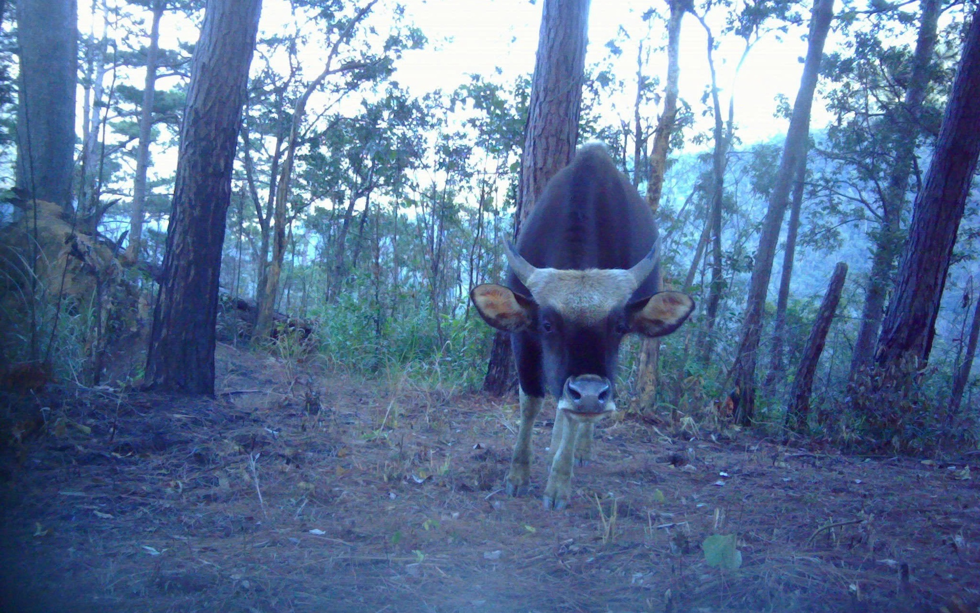 Phát hiện nhiều cá thể động vật quý hiếm xuất hiện tại vườn quốc gia ở Khánh Hòa