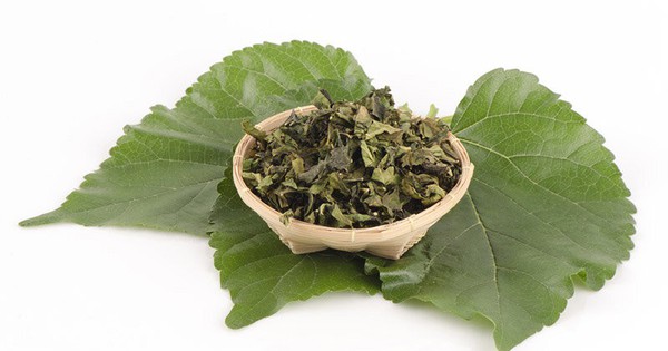 Loại lá quen thuộc nuôi tằm lại là vị thuốc quý giúp dưỡng phế, giảm ho