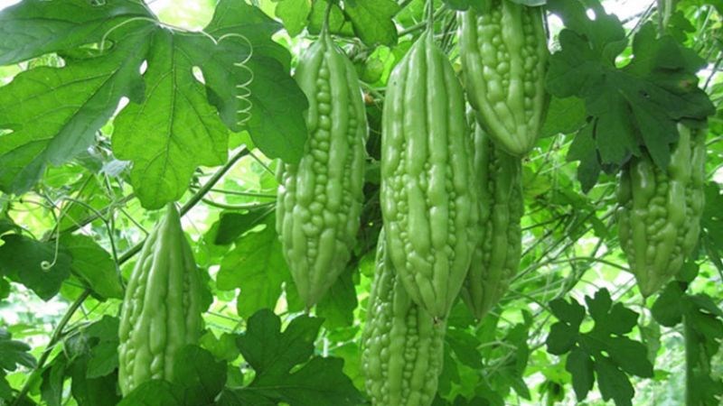 Dược thiện từ rau củ hỗ trợ ổn định huyết áp, mỡ máu và đường huyết- Ảnh 2. Dược thiện từ rau củ hỗ trợ ổn định huyết áp, mỡ máu và đường huyết- Ảnh 2.