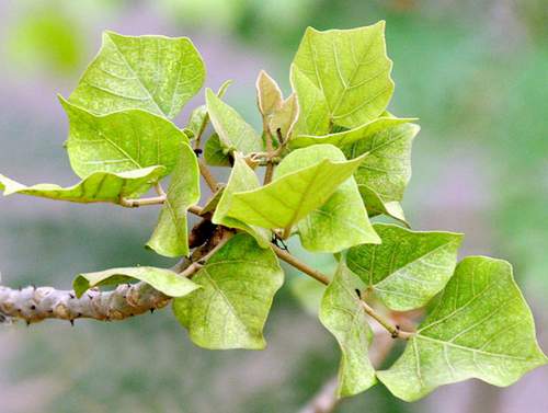 Bài thuốc chữa bệnh từ lá vông nem- Ảnh 4.