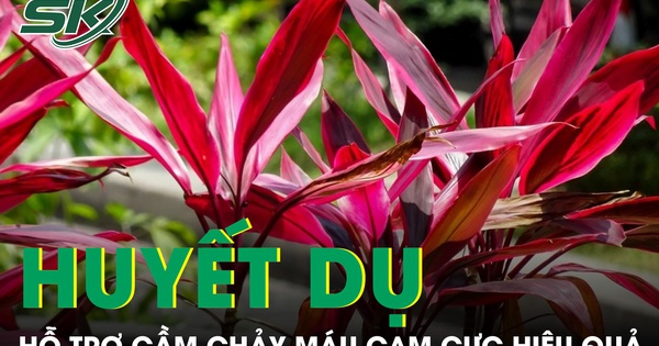 Huyết dụ – vị thuốc dân gian hỗ trợ chảy máu cam cực hiệu quả nếu dùng đúng cách
