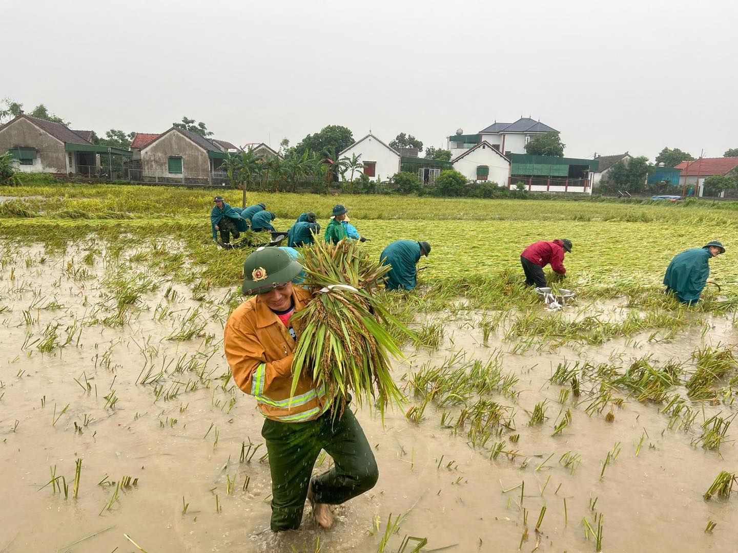 Công an, bộ đội dầm mưa giúp dân cứu lúa sau dông lốc ở Nghệ An
- Ảnh 2. Công an, bộ đội dầm mưa giúp dân cứu lúa sau dông lốc ở Nghệ An
- Ảnh 2.