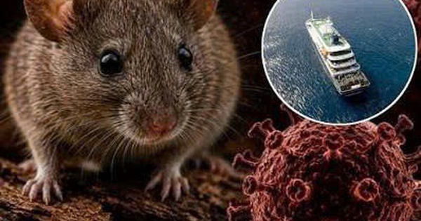 Điều gì khiến Hantavirus trở thành mối lo y tế dù ít gặp?