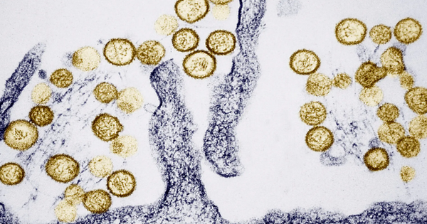 WHO đánh giá nguy cơ lây lan virus Hanta trong cộng đồng ở ‘mức thấp’