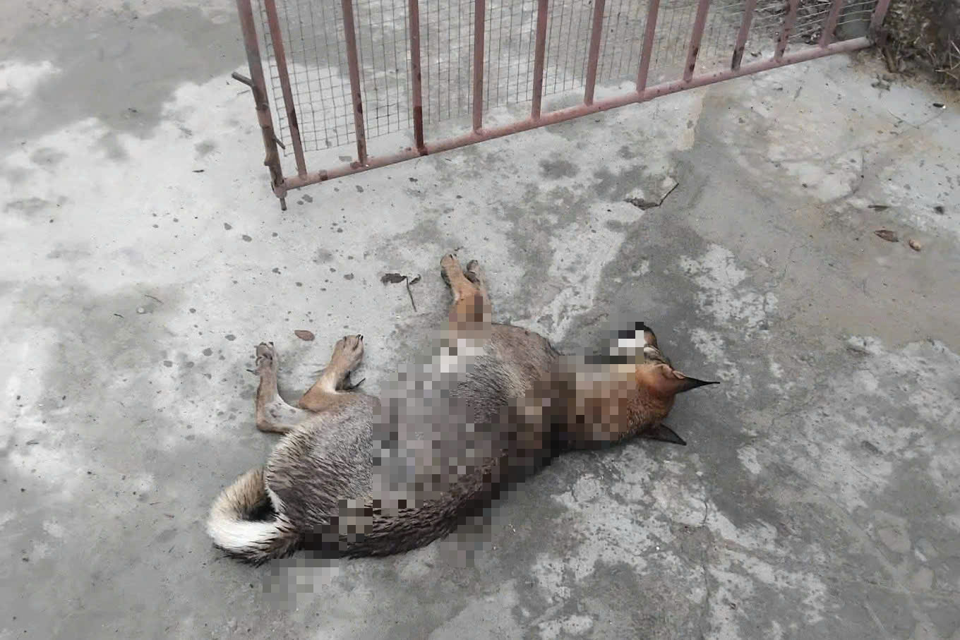 Chó nghi lên cơn dại cắn 6 người liên tiếp, một nạn nhân lộ xương- Ảnh 2. Chó nghi lên cơn dại cắn 6 người liên tiếp, một nạn nhân lộ xương- Ảnh 2.