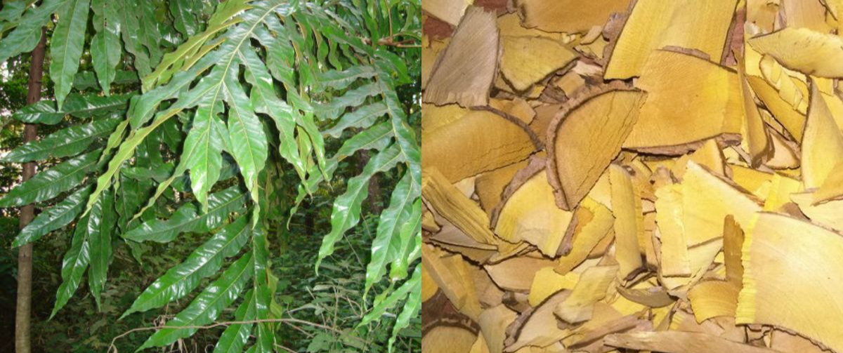 Loại cây mang tên kỳ bí và những tác dụng sức khỏe bất ngờ- Ảnh 1. Loại cây mang tên kỳ bí và những tác dụng sức khỏe bất ngờ- Ảnh 1.