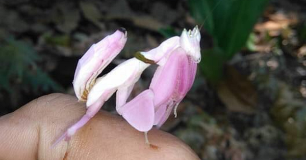 Xuất hiện động vật đẹp như hoa trên núi nổi tiếng ở Khánh Hòa