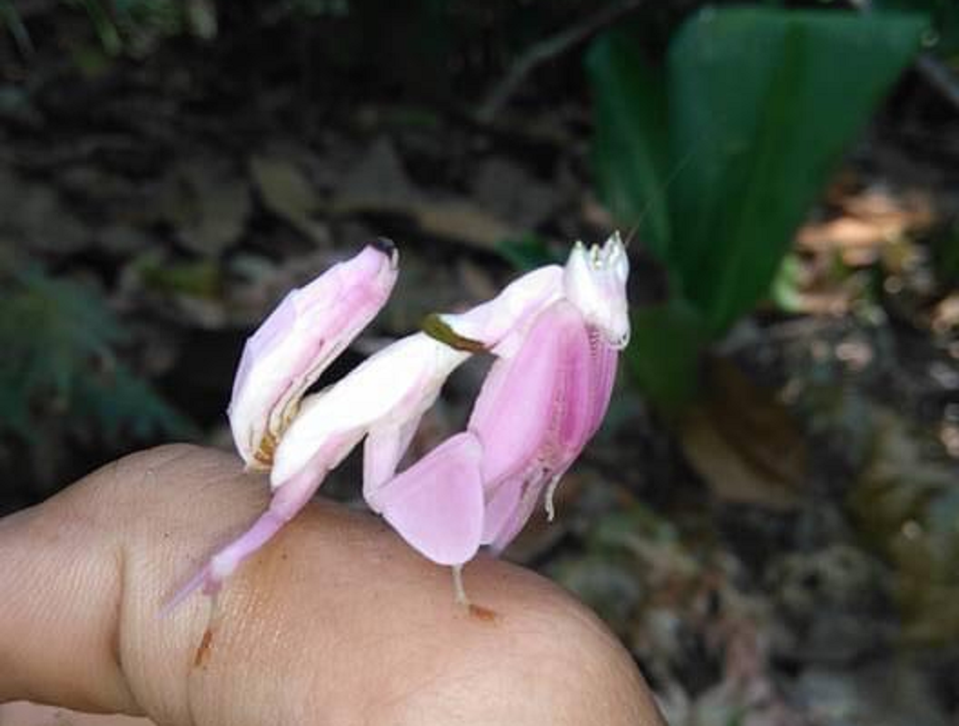 Xuất hiện động vật đẹp như hoa trên núi nổi tiếng ở Khánh Hòa- Ảnh 2. Xuất hiện động vật đẹp như hoa trên núi nổi tiếng ở Khánh Hòa- Ảnh 2.