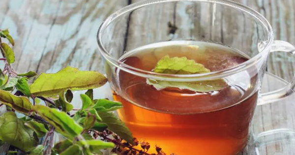 3 loại lá thông dụng hỗ trợ điều trị tăng huyết áp