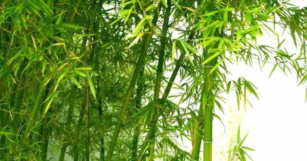 13 bài thuốc chữa bệnh từ cây tre