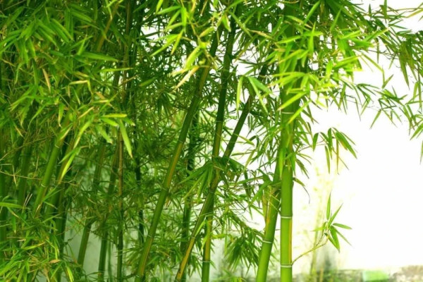 13 bài thuốc chữa bệnh từ cây tre- Ảnh 1.