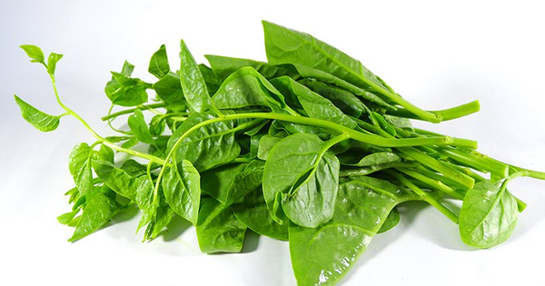 5 vị thuốc quen thuộc giúp giảm nóng trong, táo bón mùa hè