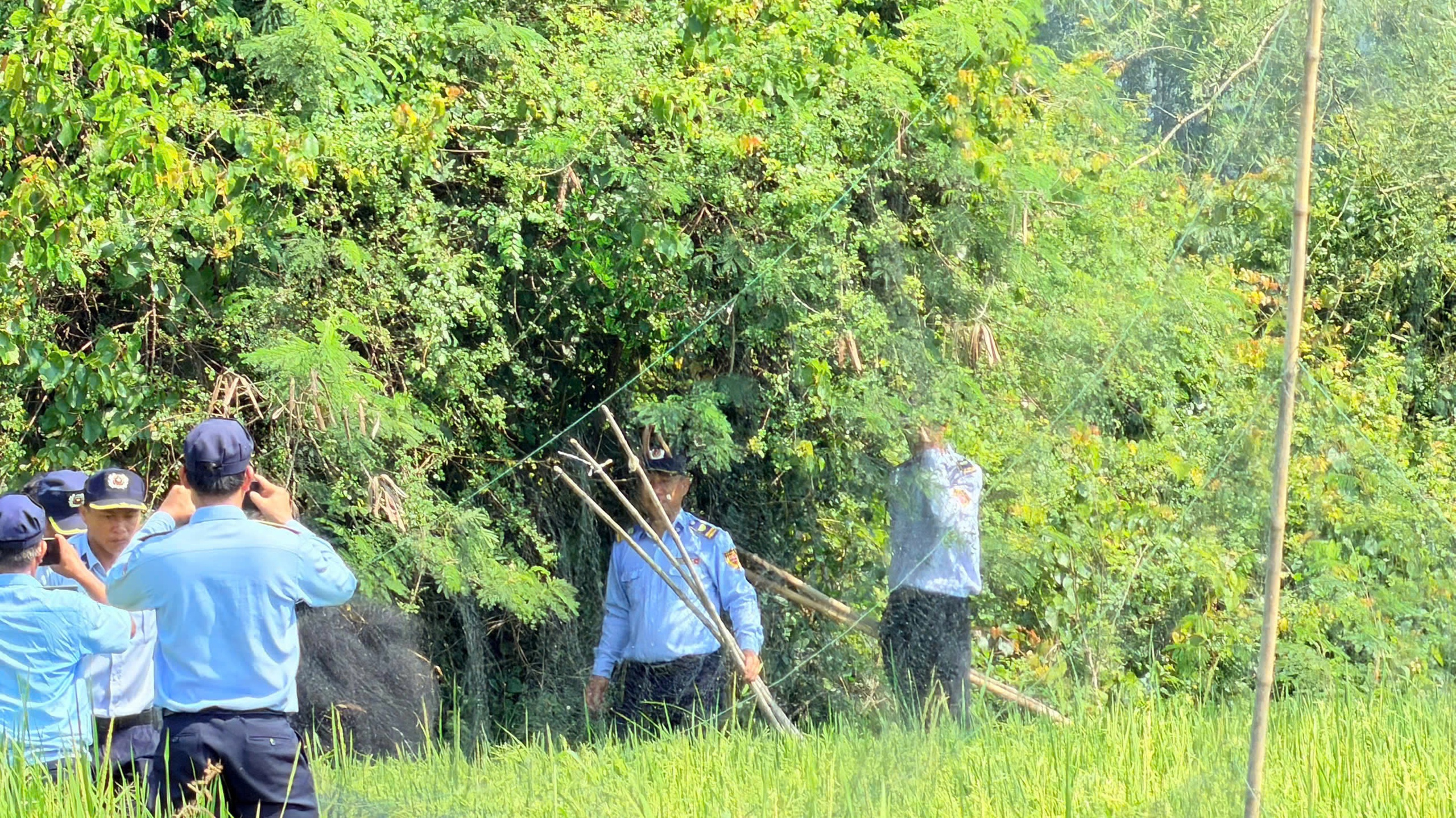 Loài chim tạo nên đặc sản nổi tiếng bị giăng nhiều 'lưới tàng hình' săn bắt- Ảnh 2. Loài chim tạo nên đặc sản nổi tiếng bị giăng nhiều 'lưới tàng hình' săn bắt- Ảnh 2.