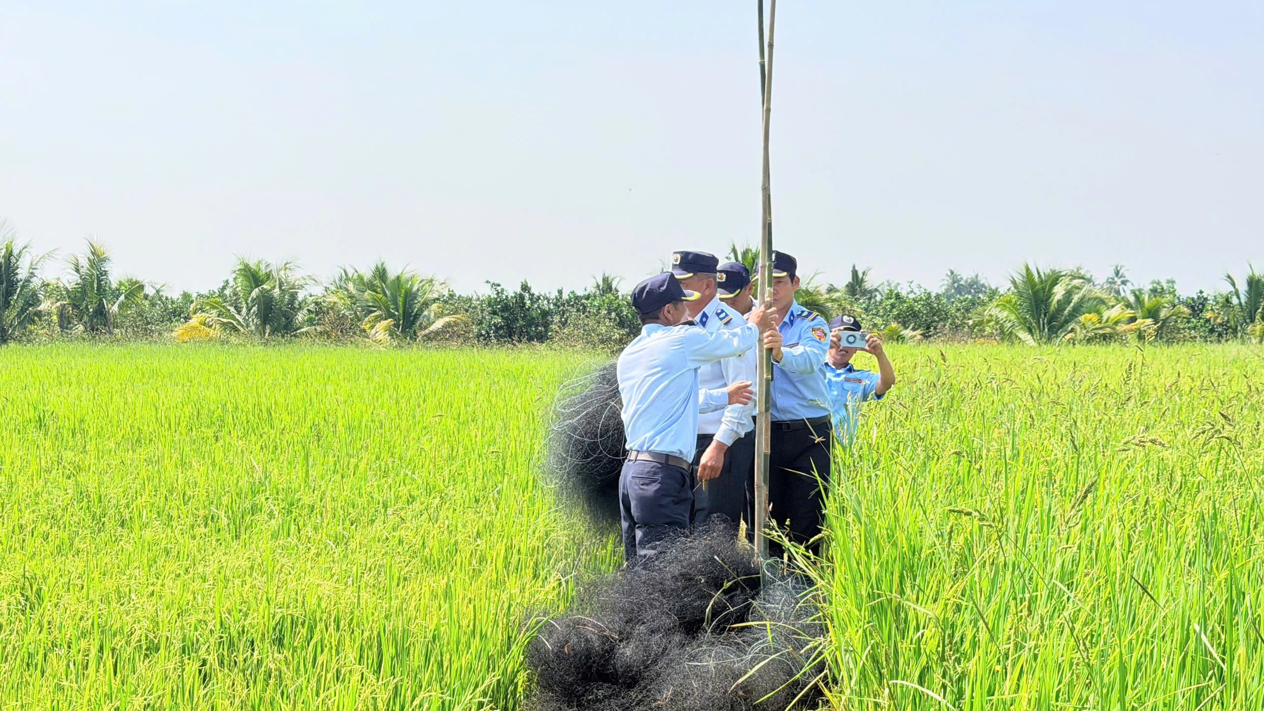 Loài chim tạo nên đặc sản nổi tiếng bị giăng nhiều 'lưới tàng hình' săn bắt- Ảnh 3. Loài chim tạo nên đặc sản nổi tiếng bị giăng nhiều 'lưới tàng hình' săn bắt- Ảnh 3.