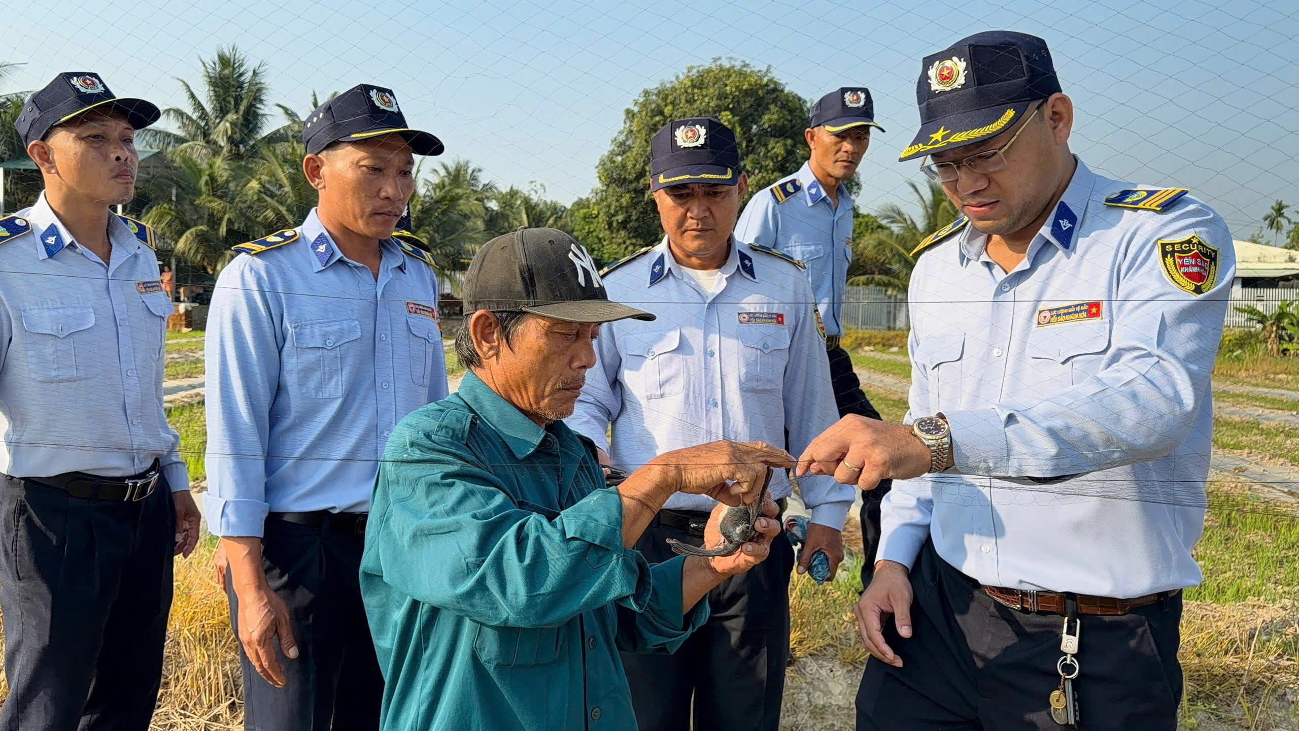 Loài chim tạo nên đặc sản nổi tiếng bị giăng nhiều 'lưới tàng hình' săn bắt- Ảnh 4. Loài chim tạo nên đặc sản nổi tiếng bị giăng nhiều 'lưới tàng hình' săn bắt- Ảnh 4.