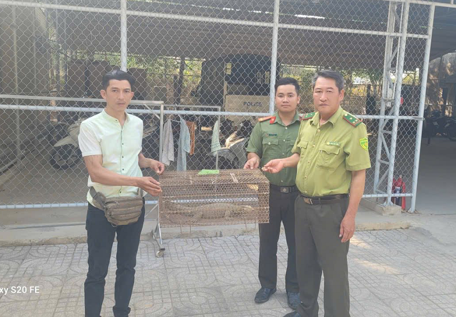 Phát hiện động vật quý hiếm trên rẫy, cả nhà mang nộp cho công an- Ảnh 2. Phát hiện động vật quý hiếm trên rẫy, cả nhà mang nộp cho công an- Ảnh 2.