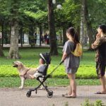 Dạo công viên trong nỗi thấp thỏm vì chó không rọ mõm