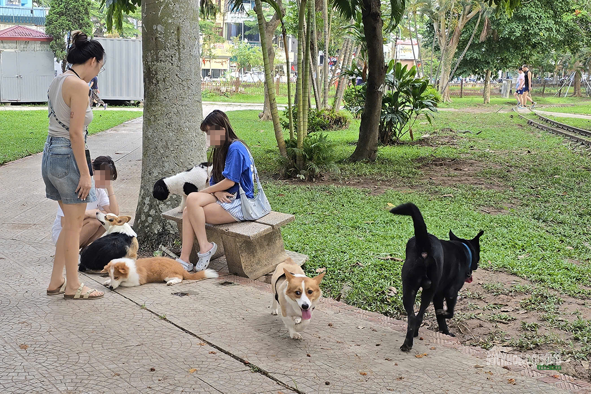 Dạo công viên trong nỗi thấp thỏm vì chó không rọ mõm- Ảnh 5.