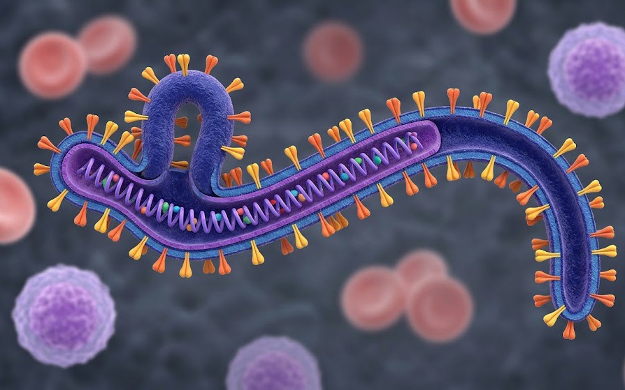 Virus Ebola có ảnh hưởng đến phụ nữ mang thai và cho con bú không?- Ảnh 2. Ebola - tình trạng khẩn cấp mà WHO vừa công bố có lây qua quan hệ tình dục không?
