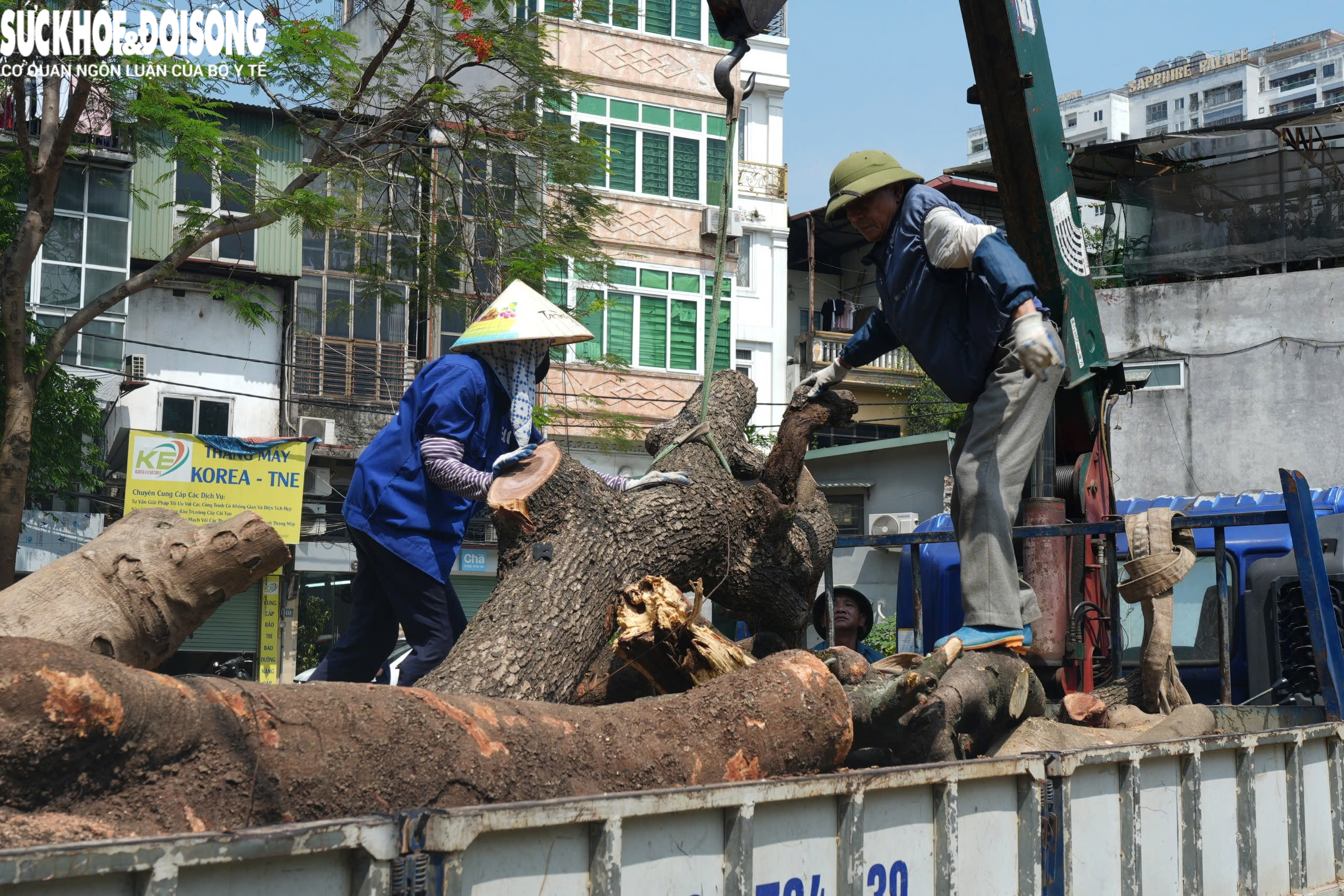 Đốn hạ loạt cây xanh làm đường huyết mạch ở trung tâm Hà Nội- Ảnh 3. Đốn hạ loạt cây xanh làm đường huyết mạch ở trung tâm Hà Nội- Ảnh 3.