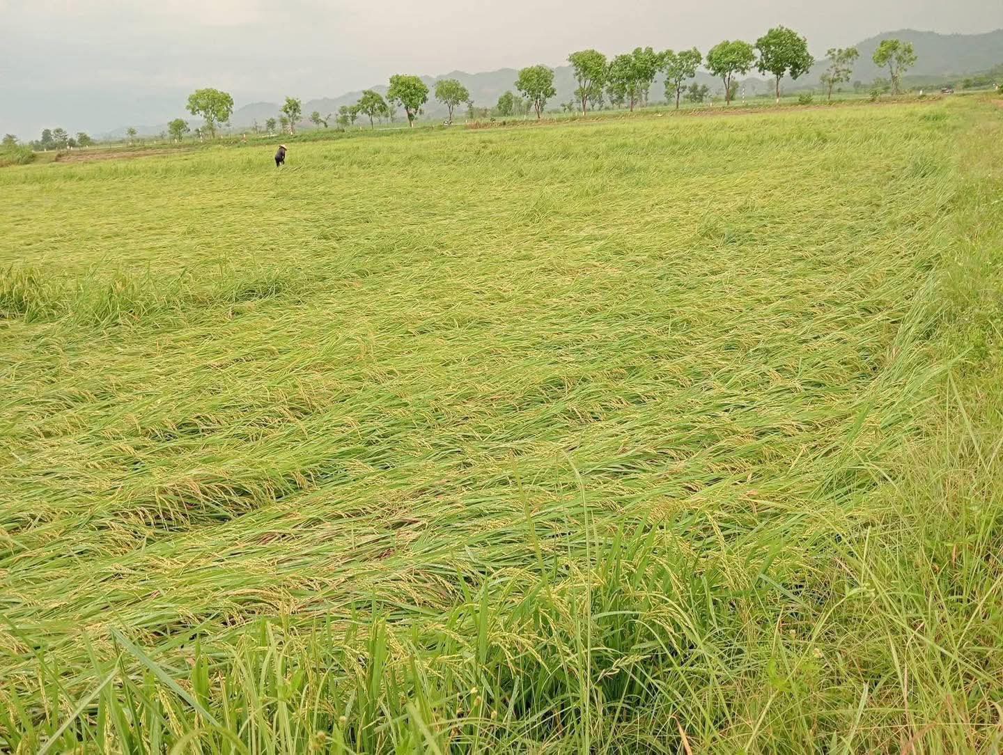 Nghệ An: Giông lốc, mưa đá gây thiệt hại diện rộng, ước tính hàng chục tỷ đồng- Ảnh 2.