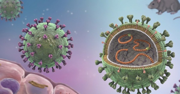Cảnh giác nguy cơ nhiễm virus Hanta từ thực phẩm bị chuột xâm nhập