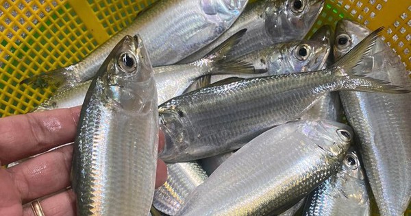 4 lợi ích sức khỏe hàng đầu của cá mòi ít người biết