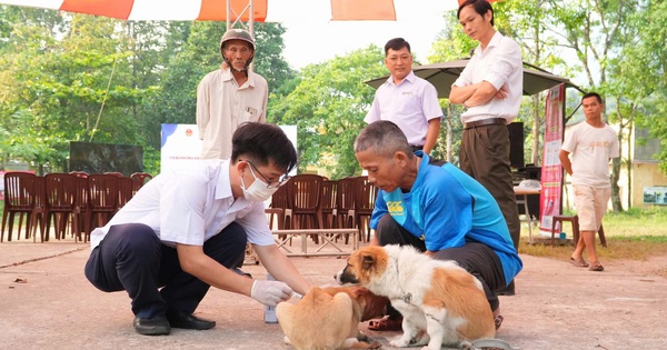 Huế siết quản lý đàn chó mèo, tiêm phòng vaccine dại hiện thế nào?